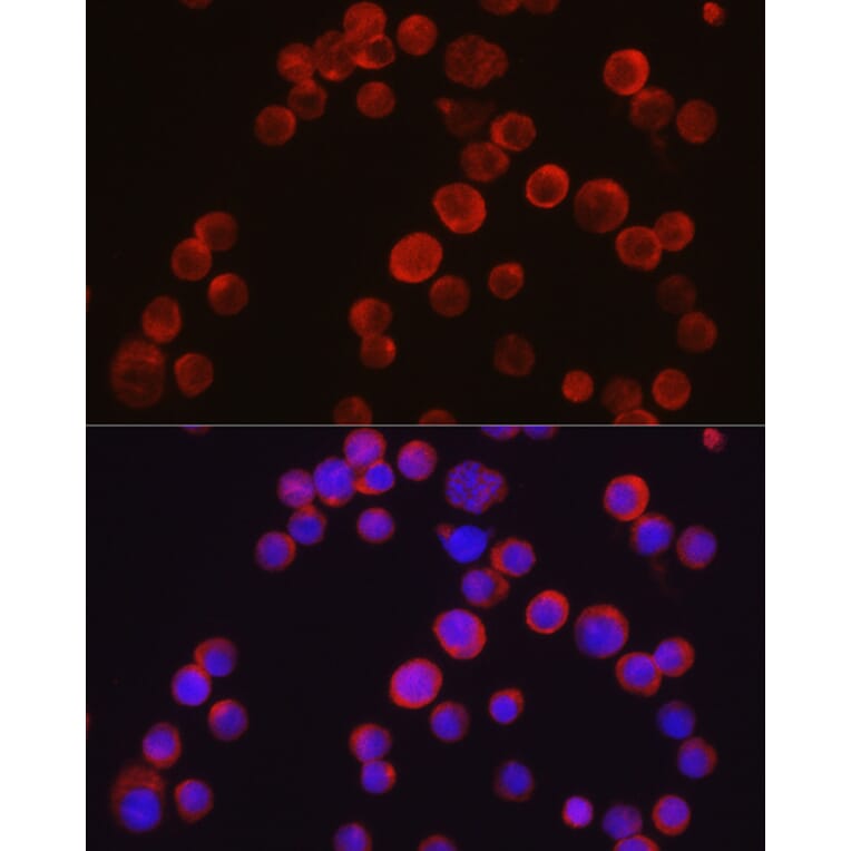 Immunofluorescence - Anti-Tec Antibody (A12533) - Antibodies.com