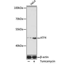 Western Blot - Anti-ATF-4 Antibody (A12535) - Antibodies.com