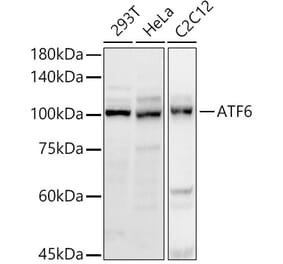 Western Blot - Anti-ATF6 Antibody (A12536) - Antibodies.com