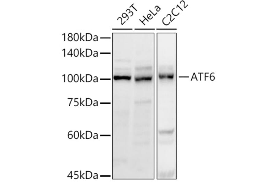 Western Blot - Anti-ATF6 Antibody (A12536) - Antibodies.com