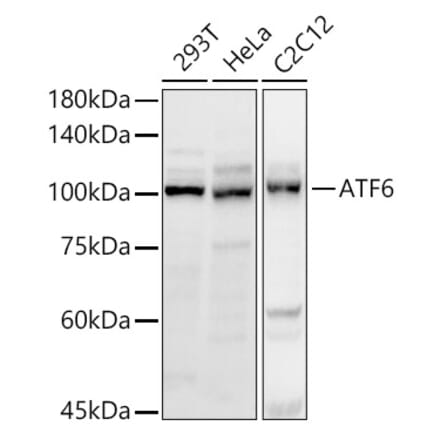 Western Blot - Anti-ATF6 Antibody (A12536) - Antibodies.com
