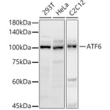 Western Blot - Anti-ATF6 Antibody (A12536) - Antibodies.com
