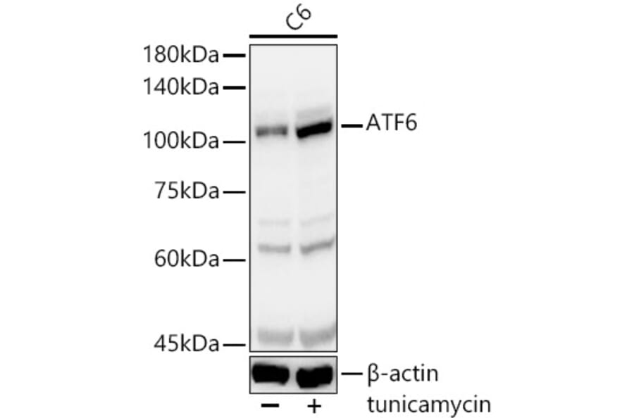 Western Blot - Anti-ATF6 Antibody (A12536) - Antibodies.com