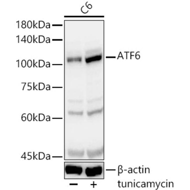 Western Blot - Anti-ATF6 Antibody (A12536) - Antibodies.com