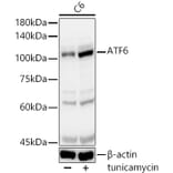 Western Blot - Anti-ATF6 Antibody (A12536) - Antibodies.com