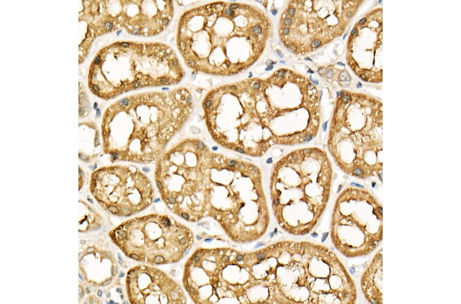 Immunohistochemistry - Anti-ATF6 Antibody (A12536) - Antibodies.com