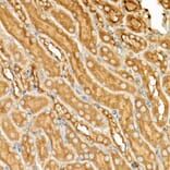 Immunohistochemistry - Anti-ATF6 Antibody (A12536) - Antibodies.com