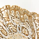 Immunohistochemistry - Anti-ATF6 Antibody (A12536) - Antibodies.com
