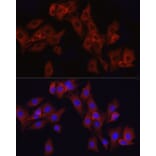 Immunofluorescence - Anti-ATF6 Antibody (A12536) - Antibodies.com