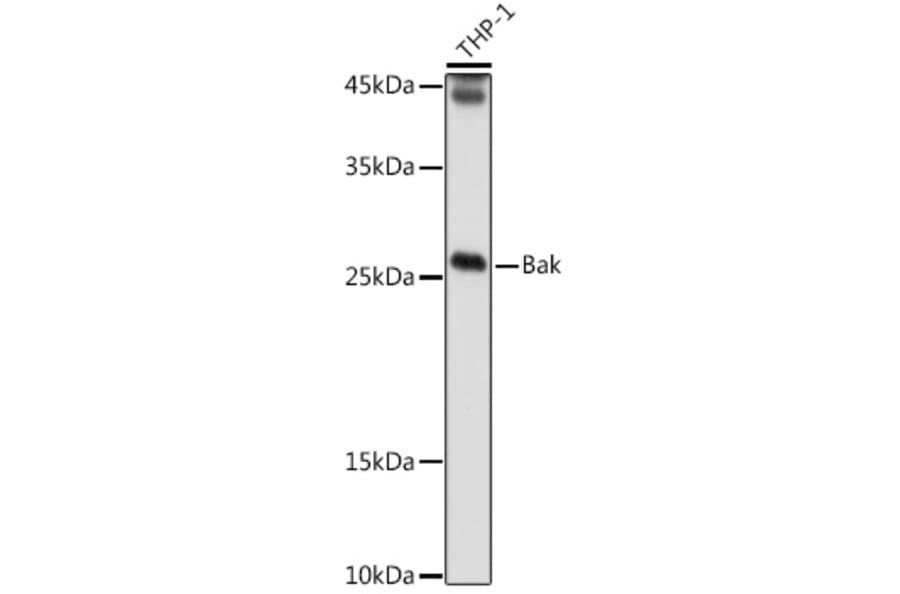 Western Blot - Anti-Bak Antibody (A12537) - Antibodies.com