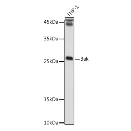 Western Blot - Anti-Bak Antibody (A12537) - Antibodies.com