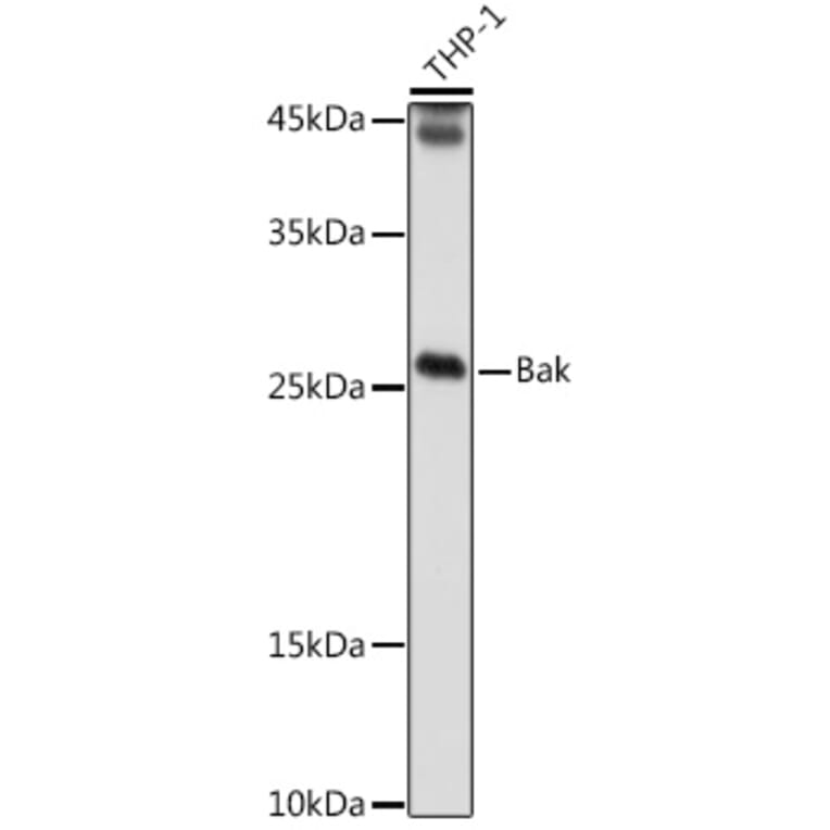 Western Blot - Anti-Bak Antibody (A12537) - Antibodies.com
