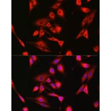 Immunofluorescence - Anti-Bak Antibody (A12537) - Antibodies.com