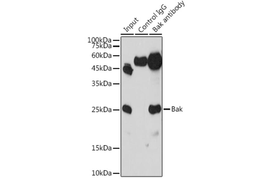Western Blot - Anti-Bak Antibody (A12537) - Antibodies.com