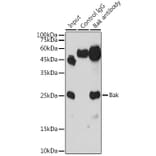 Western Blot - Anti-Bak Antibody (A12537) - Antibodies.com