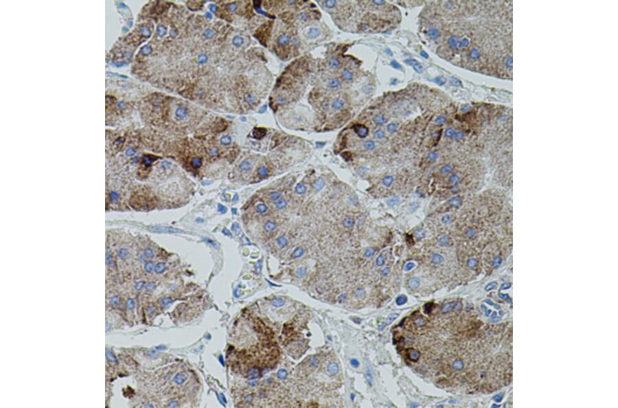 Immunohistochemistry - Anti-Amyloid Precursor Protein Antibody (A12538) - Antibodies.com