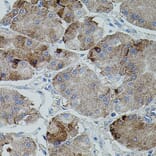 Immunohistochemistry - Anti-Amyloid Precursor Protein Antibody (A12538) - Antibodies.com