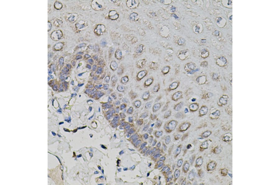 Immunohistochemistry - Anti-Amyloid Precursor Protein Antibody (A12538) - Antibodies.com