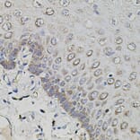 Immunohistochemistry - Anti-Amyloid Precursor Protein Antibody (A12538) - Antibodies.com