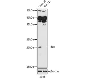 Western Blot - Anti-Bax Antibody (A12539) - Antibodies.com