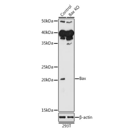 Western Blot - Anti-Bax Antibody (A12539) - Antibodies.com