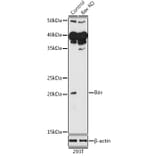 Western Blot - Anti-Bax Antibody (A12539) - Antibodies.com