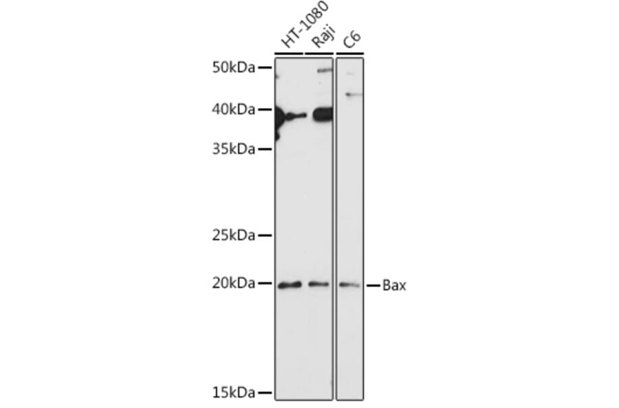 Western Blot - Anti-Bax Antibody (A12539) - Antibodies.com