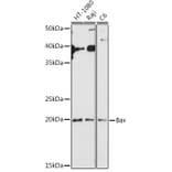 Western Blot - Anti-Bax Antibody (A12539) - Antibodies.com
