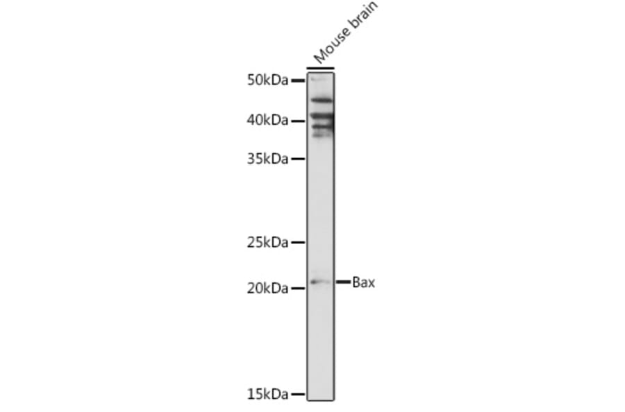 Western Blot - Anti-Bax Antibody (A12539) - Antibodies.com