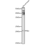 Western Blot - Anti-Bax Antibody (A12539) - Antibodies.com