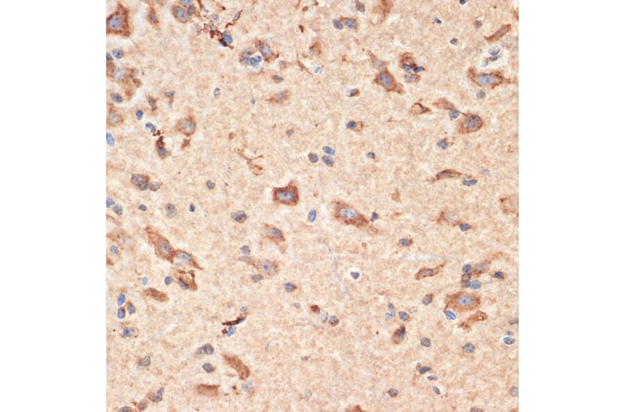 Immunohistochemistry - Anti-Bax Antibody (A12539) - Antibodies.com