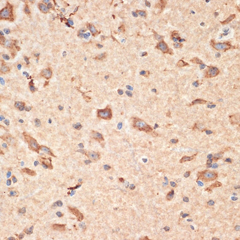 Immunohistochemistry - Anti-Bax Antibody (A12539) - Antibodies.com