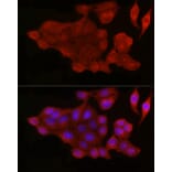 Immunofluorescence - Anti-Bax Antibody (A12539) - Antibodies.com