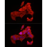 Immunofluorescence - Anti-Bax Antibody (A12539) - Antibodies.com