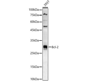 Western Blot - Anti-Bcl-2 Antibody (A12540) - Antibodies.com