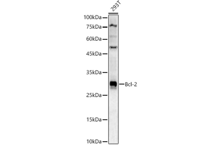 Western Blot - Anti-Bcl-2 Antibody (A12540) - Antibodies.com