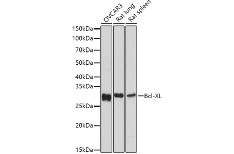Western Blot - Anti-Bcl-XL Antibody (A12541) - Antibodies.com