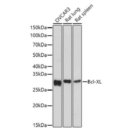 Western Blot - Anti-Bcl-XL Antibody (A12541) - Antibodies.com