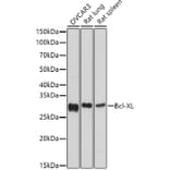 Western Blot - Anti-Bcl-XL Antibody (A12541) - Antibodies.com