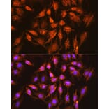 Immunofluorescence - Anti-Bcl-XL Antibody (A12541) - Antibodies.com