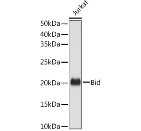 Western Blot - Anti-Bid Antibody (A12542) - Antibodies.com