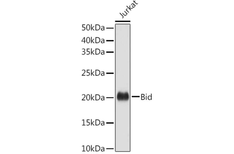 Western Blot - Anti-Bid Antibody (A12542) - Antibodies.com