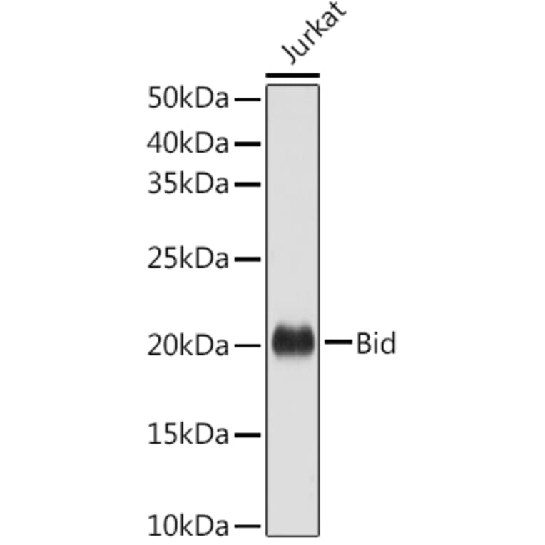 Western Blot - Anti-Bid Antibody (A12542) - Antibodies.com