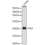 Western Blot - Anti-Bid Antibody (A12542) - Antibodies.com