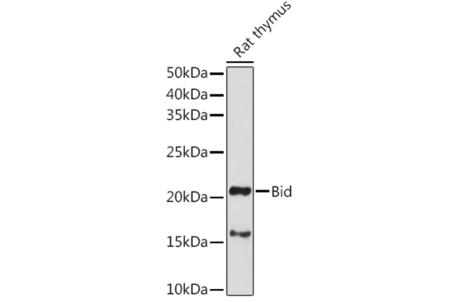 Western Blot - Anti-Bid Antibody (A12542) - Antibodies.com