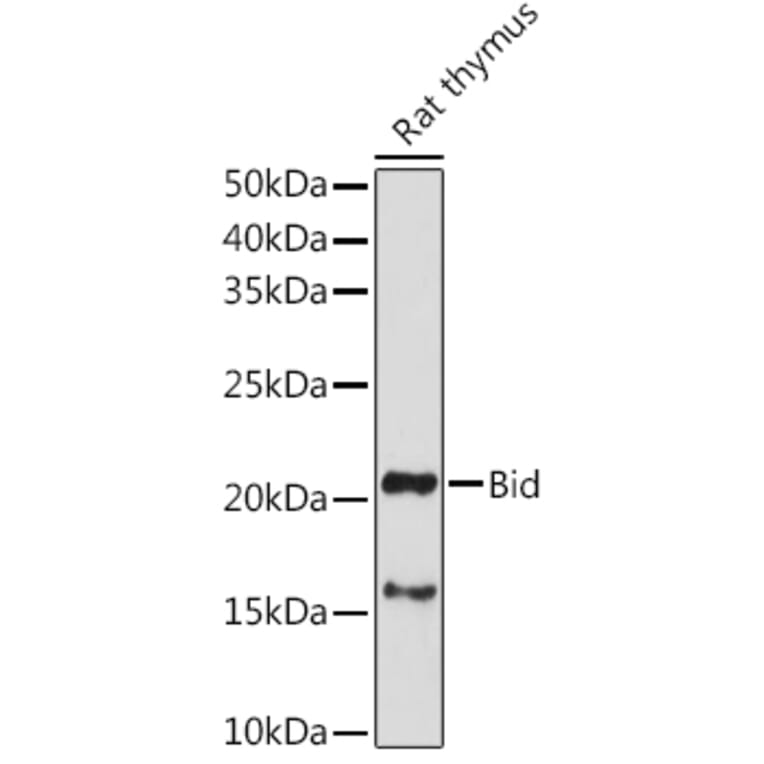 Western Blot - Anti-Bid Antibody (A12542) - Antibodies.com