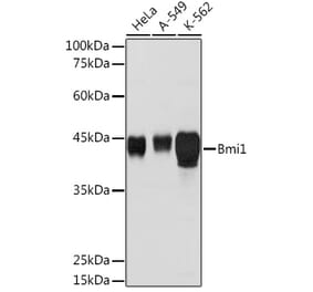 Western Blot - Anti-Bmi1 Antibody (A12543) - Antibodies.com