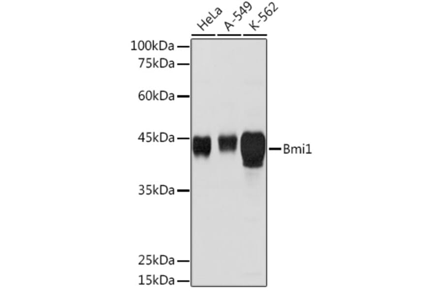 Western Blot - Anti-Bmi1 Antibody (A12543) - Antibodies.com