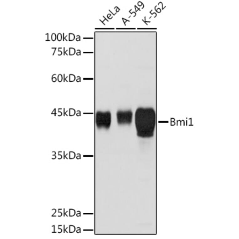 Western Blot - Anti-Bmi1 Antibody (A12543) - Antibodies.com