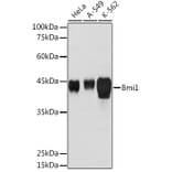 Western Blot - Anti-Bmi1 Antibody (A12543) - Antibodies.com